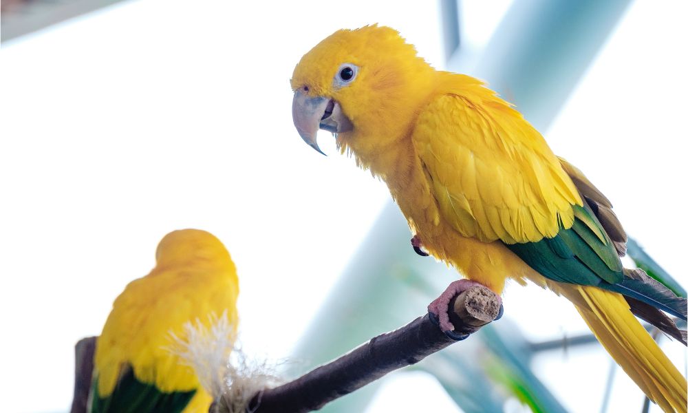 鳥好きさんに教えたい!鳥モチーフの壁紙 10選 鳥好きさんに教えたい!鳥モチーフの壁紙 10選