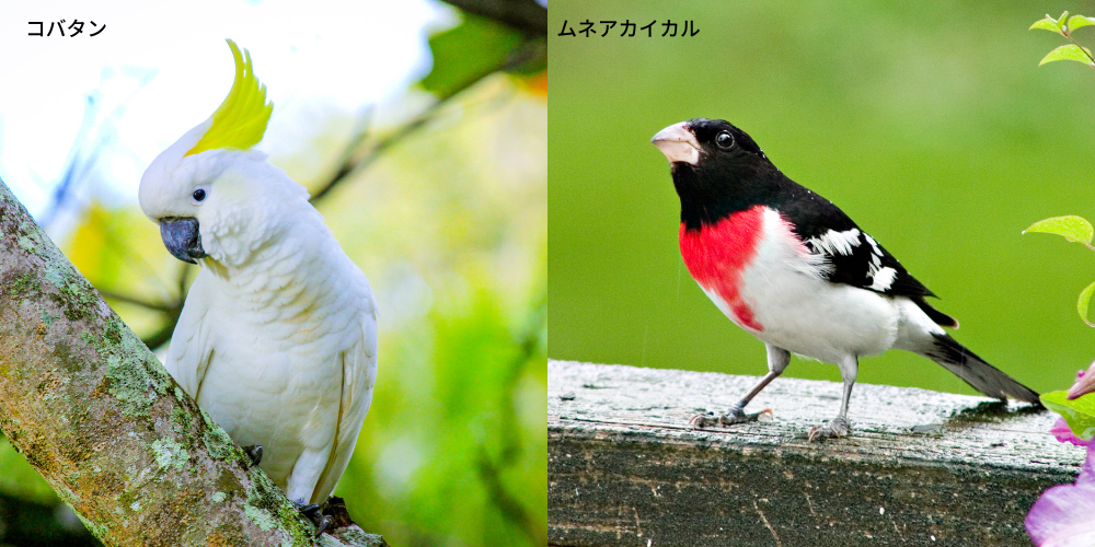bird_01